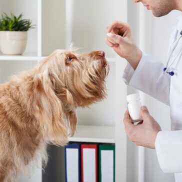 5 vantagens em optar por medicamentos veterinários manipulados