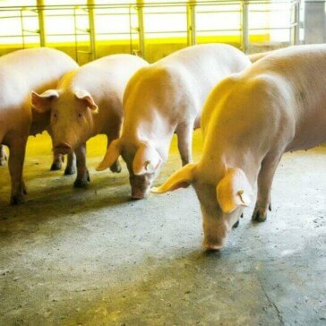 Pamplona Alimentos avança nas políticas de bem-estar animal