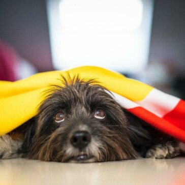 Medo de fogos? Terapia com Florais de Bach e óleos essenciais auxiliam no bem-estar dos pets