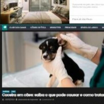 Coceira em cães: saiba o que pode causar e como tratar – Jornal Capital das Nascentes