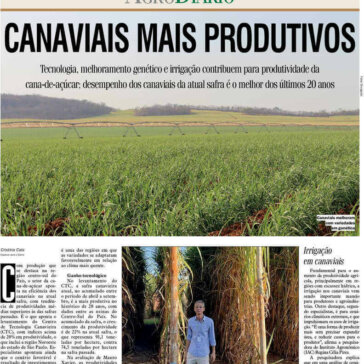 Canaviais mais produtivos – Diário da Região – S. J. do Rio Preto