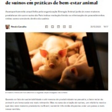 Relatório aponta avanço tímido de criadores de suínos em práticas de bem-estar animal – Aagfeed